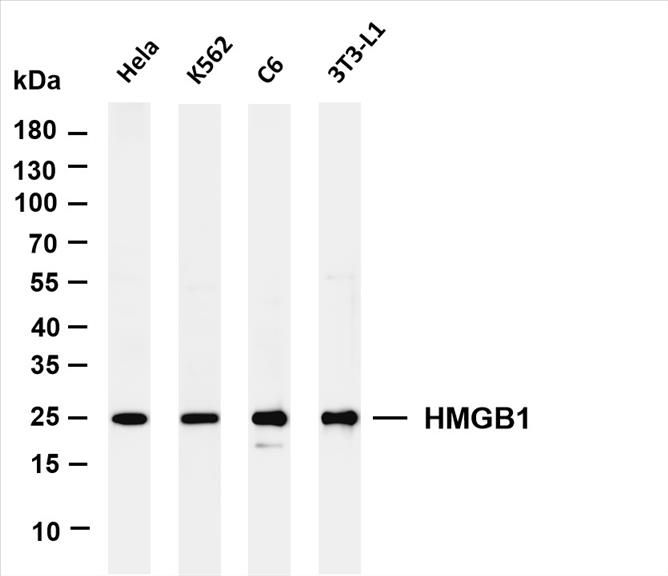 Various whole cell lysates were separated by 4-20% SDS-PAGE, and the membrane was blotted with anti-HMGB1 (PT0499R) antibody. The HRP-conjugated Goat anti-Rabbit IgG(H + L) antibody was used to detect the antibody.