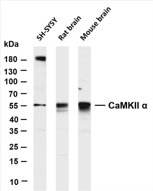 Various whole cell lysates were separated by 4-20% SDS-PAGE, and the membrane was blotted with anti-CaMKII Î± (PT0500R) antibody. The HRP-conjugated Goat anti-Rabbit IgG(H + L) antibody was used to detect the antibody.
