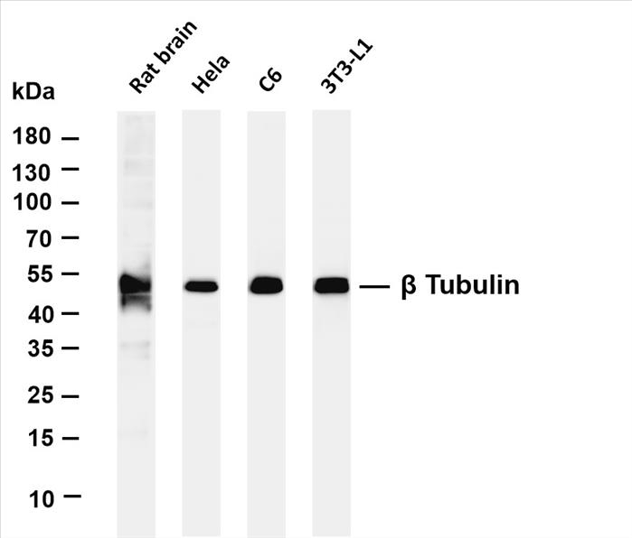 Various whole cell lysates were separated by 4-20% SDS-PAGE, and the membrane was blotted with anti-Î² Tubulin (PT0505R) antibody. The HRP-conjugated Goat anti-Rabbit IgG(H + L) antibody was used to detect the antibody.