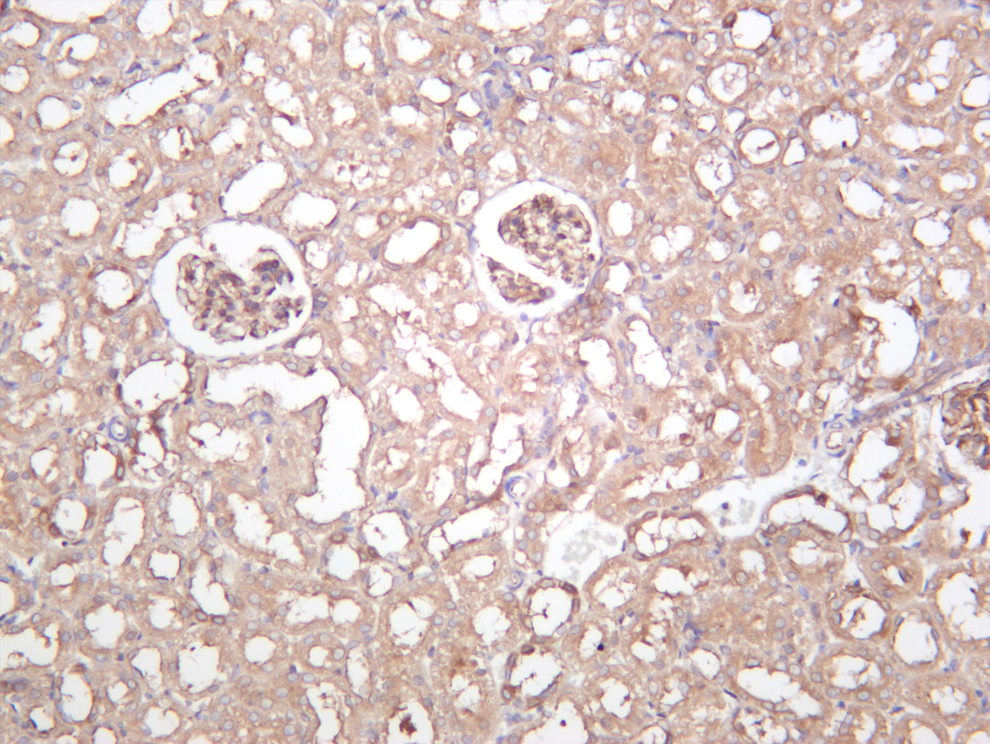 Rat kidney was stained with anti-Beclin 1 (PT0506R) rabbit antibody
