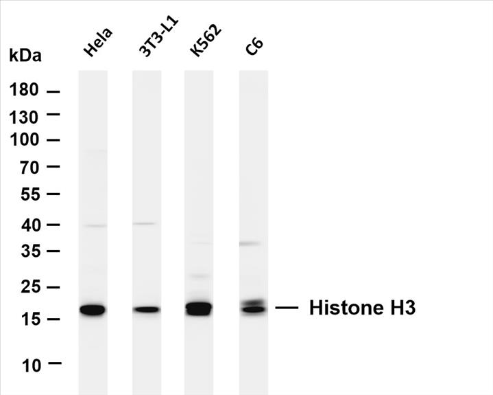 Various whole cell lysates were separated by 4-20% SDS-PAGE, and the membrane was blotted with antiHistone H3 (PT0508R) antibody. The HRP-conjugated Goat anti-Rabbit IgG(H + L) antibody was used to detect the antibody.