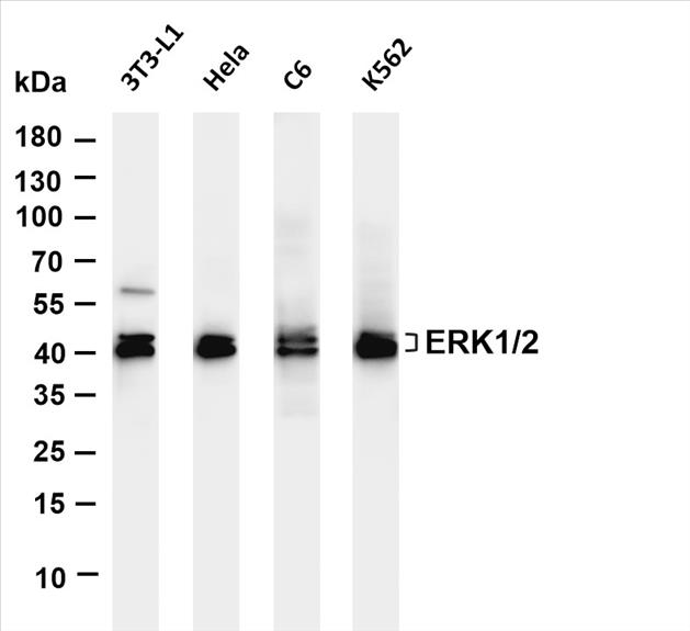 Various whole cell lysates were separated by 4-20% SDS-PAGE, and the membrane was blotted with anti-ERK1/2 (PT0510R) antibody. The HRP-conjugated Goat anti-Rabbit IgG(H + L) antibody was used to detect the antibody.