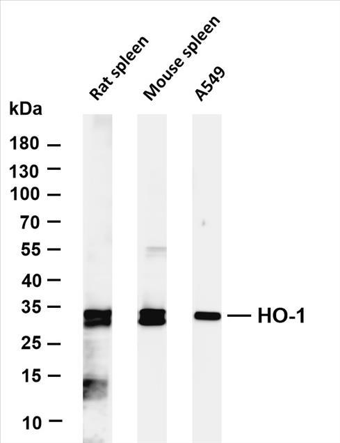 Various whole cell lysates were separated by 4-20% SDS-PAGE, and the membrane was blotted with anti-HO-1 (PT0511R) antibody. The HRP-conjugated Goat anti-Rabbit IgG(H + L) antibody was used to detect the antibody.