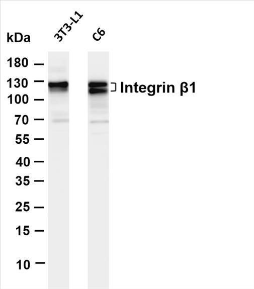 Various whole cell lysates were separated by 4-20% SDS-PAGE, and the membrane was blotted with ant-Integrin Î²1 (PT0512R) antibody. The HRP-conjugated Goat anti-Rabbit IgG(H + L) antibody was used to detect the antibody.