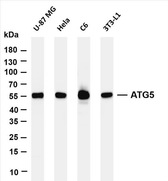 Various whole cell lysates were separated by 4-20% SDS-PAGE, and the membrane was blotted with anti-ATG5 (PT0514R) antibody. The HRP-conjugated Goat anti-Rabbit IgG(H + L) antibody was used to detect the antibody.