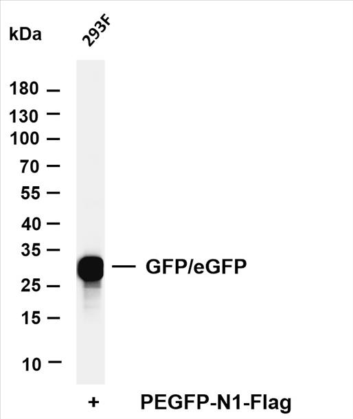 Various whole cell lysates were separated by 4-20% SDS-PAGE, and the membrane was blotted with anti-GFP/eGFP (PT0515R) antibody. The HRP-conjugated Goat anti-Rabbit IgG(H + L) antibody was used to detect the antibody.