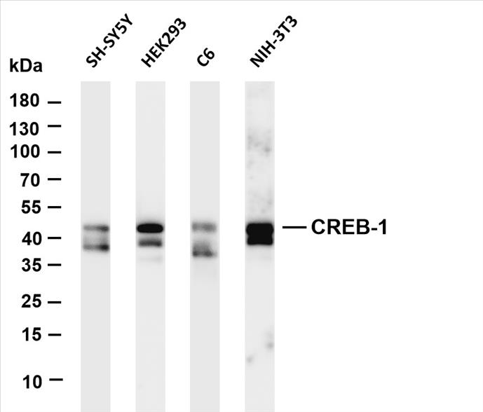 Various whole cell lysates were separated by 4-20% SDS-PAGE, and the membrane was blotted with anti-CREB-1 (PT0516R) antibody. The HRP-conjugated Goat anti-Rabbit IgG(H + L) antibody was used to detect the antibody.