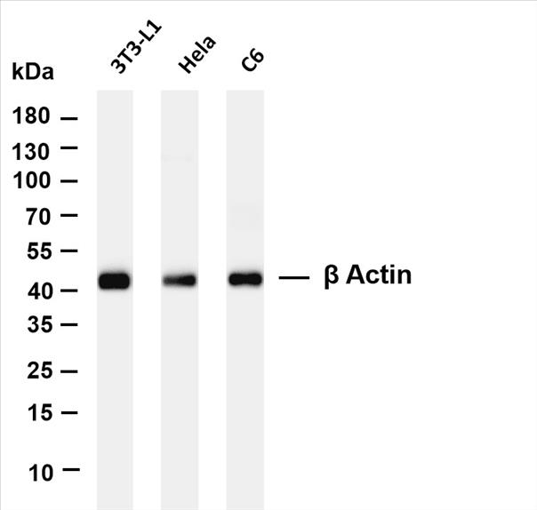 Various whole cell lysates were separated by 4-20% SDS-PAGE, and the membrane was blotted with antiÎ² Actin (PT0519R) antibody. The HRP-conjugated Goat anti-Rabbit IgG(H + L) antibody was used to detect the antibody.