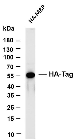 Various whole cell lysates were separated by 4-20% SDS-PAGE, and the membrane was blotted with anti-HA-Tag (PT0523R) antibody. The HRP-conjugated Goat anti-Rabbit IgG(H + L) antibody was used to detect the antibody.