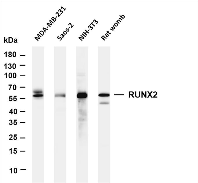 Various whole cell lysates were separated by 4-20% SDS-PAGE, and the membrane was blotted with anti-RUNX2 (PT0524R) antibody. The HRP-conjugated Goat anti-Rabbit IgG(H + L) antibody was used to detect the antibody.