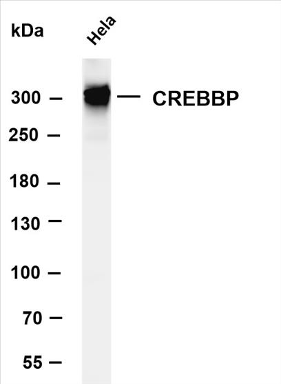 Various whole cell lysates were separated by 4-8% SDS-PAGE, and the membrane was blotted with anti-CREBBP (PT0526R) antibody. The HRP-conjugated Goat anti-Rabbit IgG(H + L) antibody was used to detect the antibody.