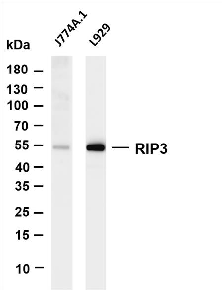 Various whole cell lysates were separated by 4-20% SDS-PAGE, and the membrane was blotted with anti-RIP3 (PT0528R) antibody. The HRP-conjugated Goat anti-Rabbit IgG(H + L) antibody was used to detect the antibody.