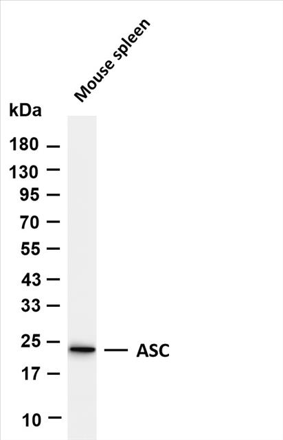 Various whole cell lysates were separated by 4-20% SDS-PAGE, and the membrane was blotted with anti-ASC (PT0530R) antibody. The HRP-conjugated Goat anti-Rabbit IgG(H + L) antibody was used to detect the antibody.