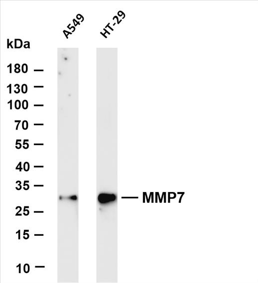 Various whole cell lysates were separated by 4-20% SDS-PAGE, and the membrane was blotted with anti-MMP7 (PT0538R) antibody. The HRP-conjugated Goat anti-Rabbit IgG(H + L) antibody was used to detect the antibody.