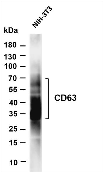 Various whole cell lysates were separated by 4-20% SDS-PAGE, and the membrane was blotted with anti-CD63 (PT0543R) antibody. The HRP-conjugated Goat anti-Rabbit IgG(H + L) antibody was used to detect the antibody.