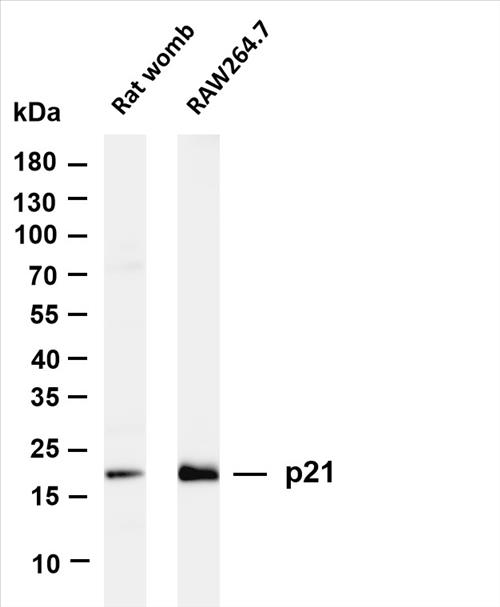Various whole cell lysates were separated by 4-20% SDS-PAGE, and the membrane was blotted with anti-p21 (PT0544R) antibody. The HRP-conjugated Goat anti-Rabbit IgG(H + L) antibody was used to detect the antibody.