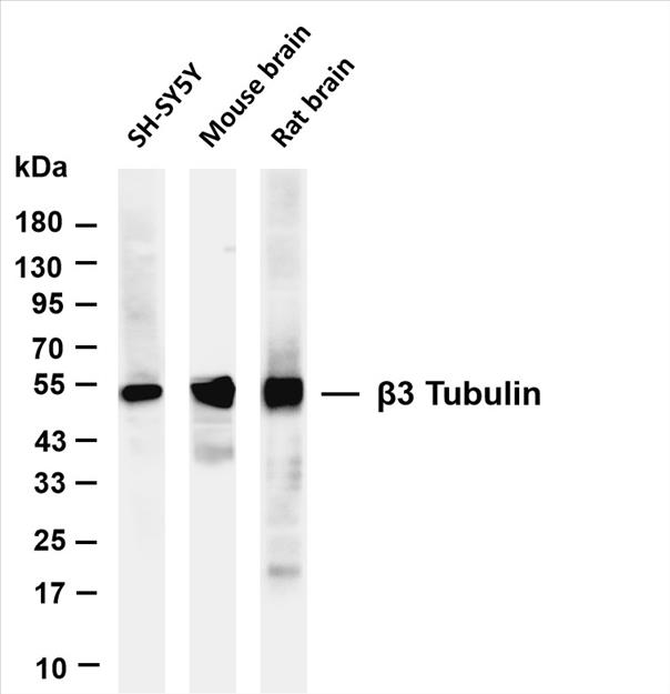 Various whole cell lysates were separated by 4-20% SDS-PAGE, and the membrane was blotted with anti-Î²3 Tubulin (PT0545R) antibody. The HRP-conjugated Goat anti-Rabbit IgG(H + L) antibody was used to detect the antibody.