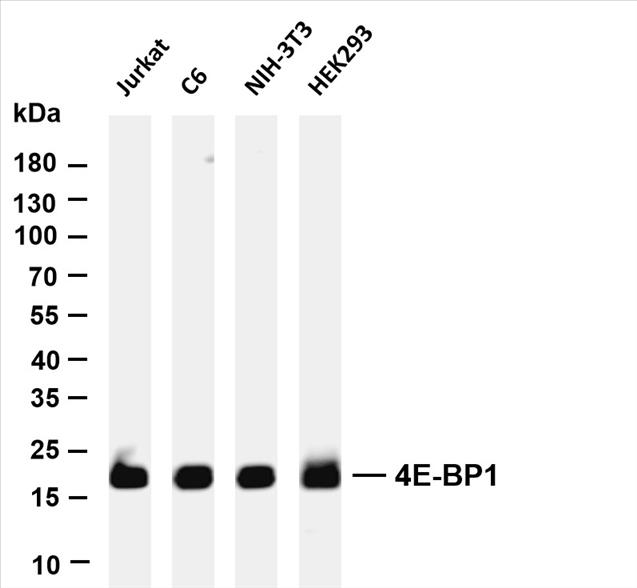 Various whole cell lysates were separated by 4-20% SDS-PAGE, and the membrane was blotted with anti-4E-BP1 (PT0549R) antibody. The HRP-conjugated Goat anti-Rabbit IgG(H + L) antibody was used to detect the antibody.