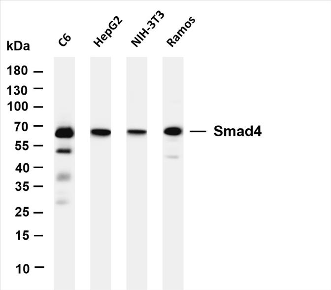 Various whole cell lysates were separated by 4-20% SDS-PAGE, and the membrane was blotted with anti-Smad4 (PT0550R) antibody. The HRP-conjugated Goat anti-Rabbit IgG(H + L) antibody was used to detect the antibody.