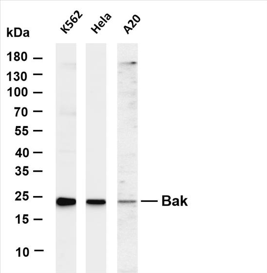 Various whole cell lysates were separated by 4-20% SDS-PAGE, and the membrane was blotted with anti-Bak (PT0551R) antibody. The HRP-conjugated Goat anti-Rabbit IgG(H + L) antibody was used to detect the antibody.