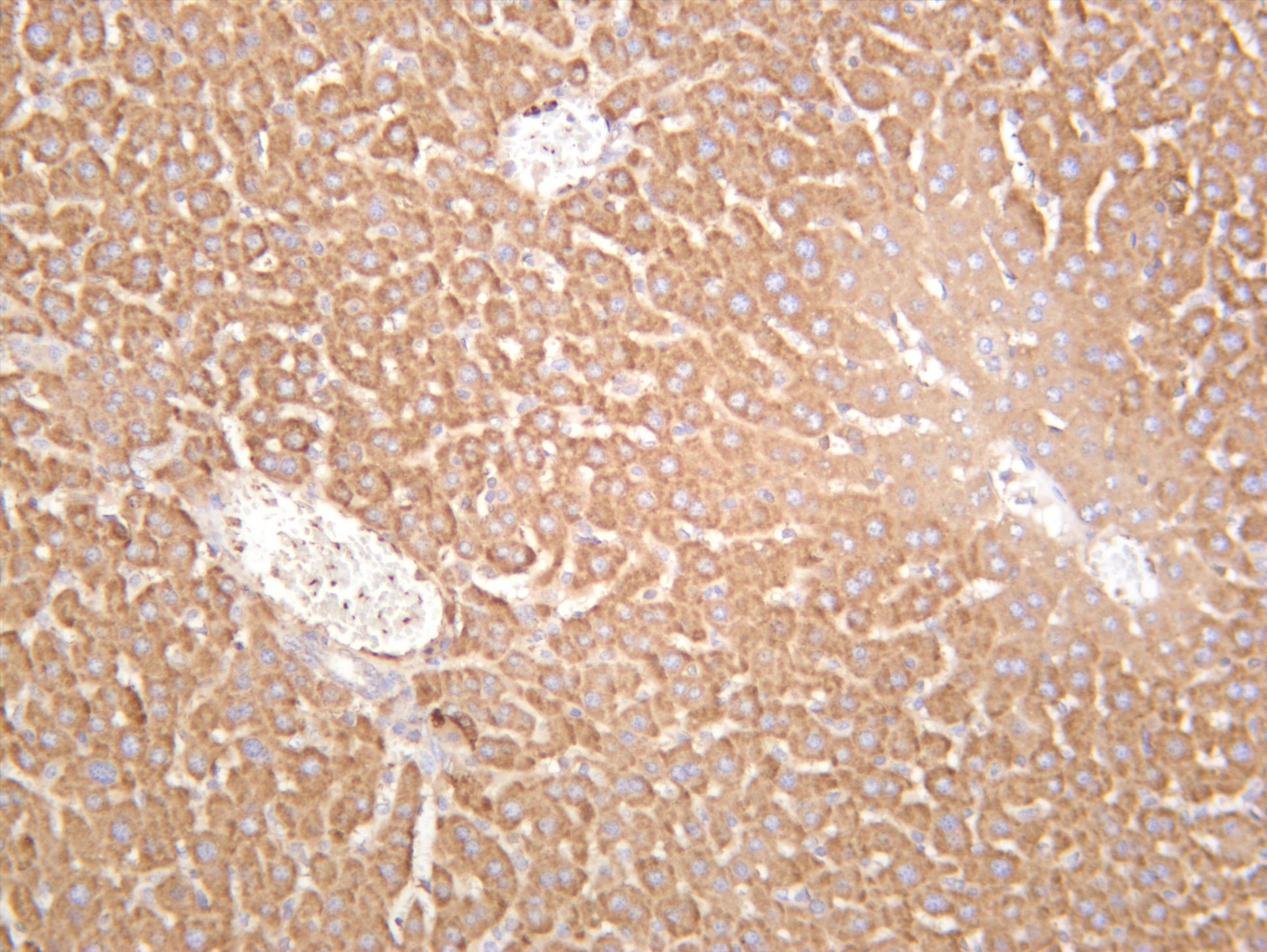 Mouse liver was stained with anti-PKC Î± (PT0560R) rabbit antibody