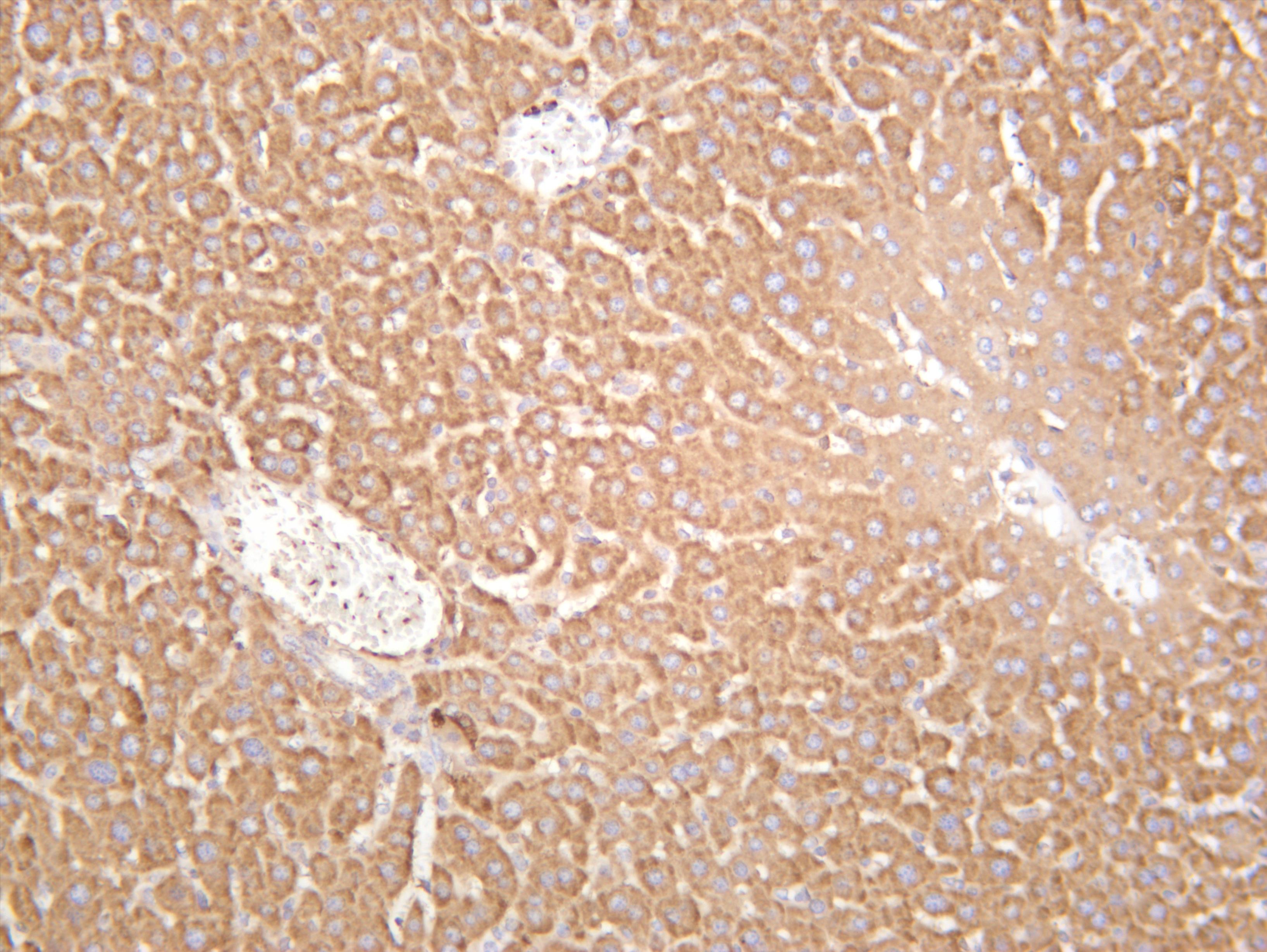 Mouse liver was stained with anti-PKC Î± (PT0560R) rabbit antibody