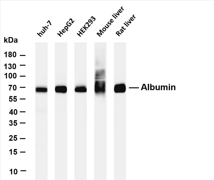 Various whole cell lysates were separated by 4-20% SDS-PAGE, and the membrane was blotted with anti-Albumin (PT0561R) antibody. The HRP-conjugated Goat anti-Rabbit IgG(H + L) antibody was used to detect the antibody.