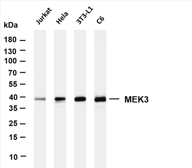 Various whole cell lysates were separated by 4-20% SDS-PAGE, and the membrane was blotted with anti-MEK3 (PT0562R) antibody. The HRP-conjugated Goat anti-Rabbit IgG(H + L) antibody was used to detect the antibody.