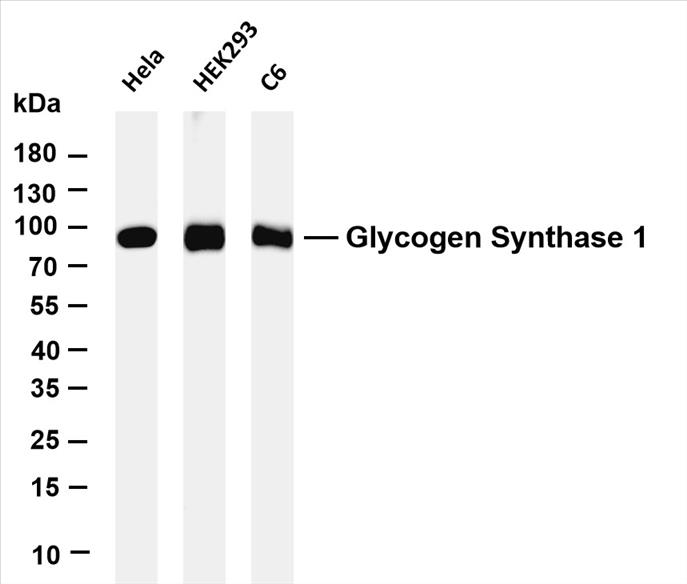 Various whole cell lysates were separated by 4-20% SDS-PAGE, and the membrane was blotted with anti-Glycogen Synthase 1 (PT0576R) antibody. The HRP-conjugated Goat anti-Rabbit IgG(H + L) antibody was used to detect the antibody.