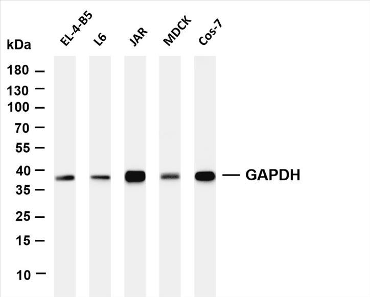 Various whole cell lysates were separated by 4-20% SDS-PAGE, and the membrane was blotted with anti-GAPDH (PT0582R) antibody. The HRP-conjugated Goat anti-Rabbit IgG(H + L) antibody was used to detect the antibody.