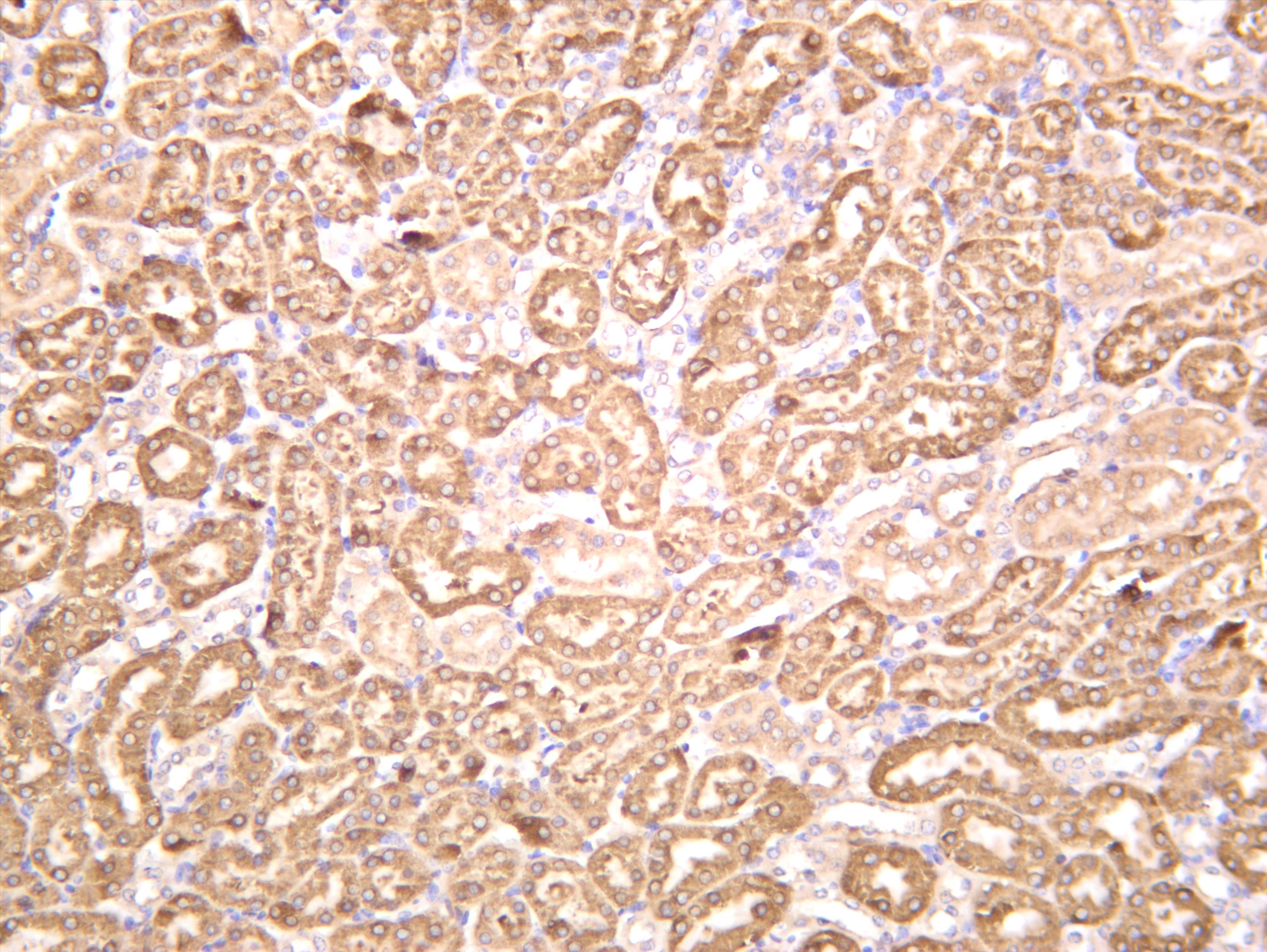 Mouse kidney was stained with anti-Src (PT0588R) rabbit antibody