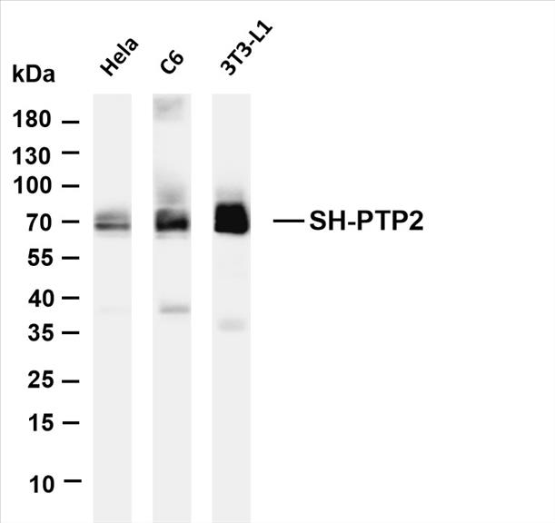 Various whole cell lysates were separated by 4-20% SDS-PAGE, and the membrane was blotted with anti-SH-PTP2 (PT0592R) antibody. The HRP-conjugated Goat anti-Rabbit IgG(H + L) antibody was used to detect the antibody.