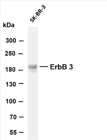 Various whole cell lysates were separated by 4-8% SDS-PAGE, and the membrane was blotted with anti-ErbB-3 (PT0593R) antibody. The HRP-conjugated Goat anti-Rabbit IgG(H + L) antibody was used to detect the antibody.