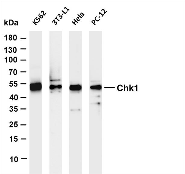 Various whole cell lysates were separated by 4-20% SDS-PAGE, and the membrane was blotted with anti-Chk1 (PT0606R) antibody. The HRP-conjugated Goat anti-Rabbit IgG(H + L) antibody was used to detect the antibody.