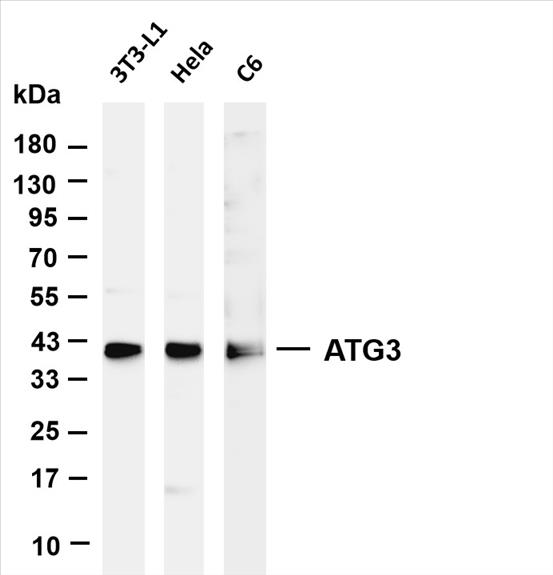 Various whole cell lysates were separated by 4-20% SDS-PAGE, and the membrane was blotted with anti-ATG3 (PT0608R) antibody. The HRP-conjugated Goat anti-Rabbit IgG(H + L) antibody was used to detect the antibody.