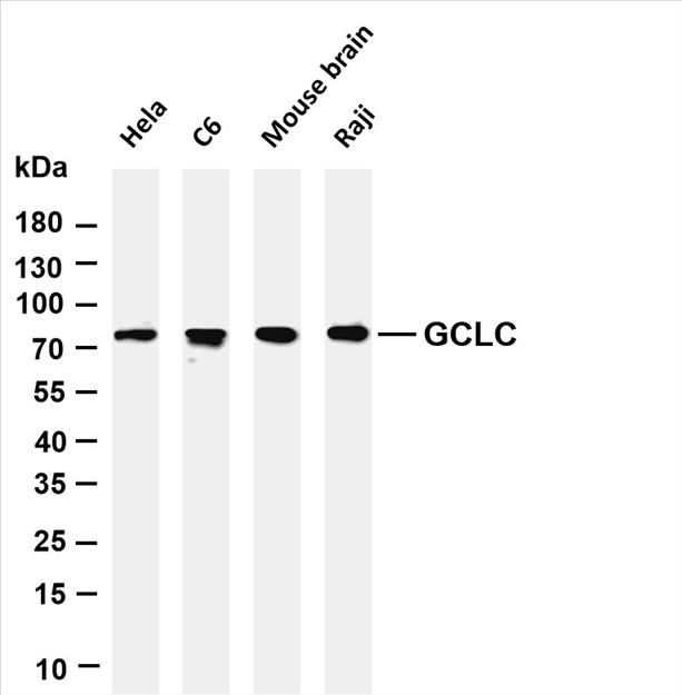 Various whole cell lysates were separated by 4-20% SDS-PAGE, and the membrane was blotted with anti-GCLC (PT0611R) antibody. The HRP-conjugated Goat anti-Rabbit IgG(H + L) antibody was used to detect the antibody.