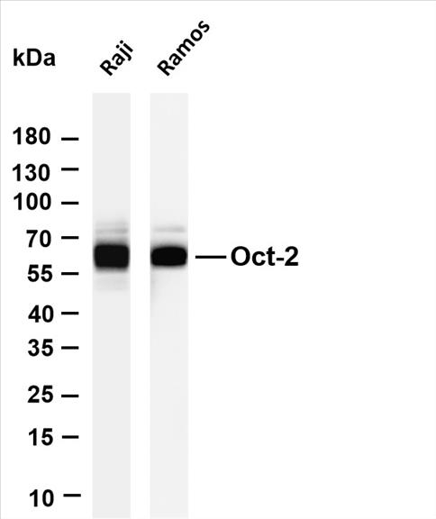 Various whole cell lysates were separated by 4-20% SDS-PAGE, and the membrane was blotted with anti-Oct-2 (PT0620R) antibody. The HRP-conjugated Goat anti-Rabbit IgG(H + L) antibody was used to detect the antibody.