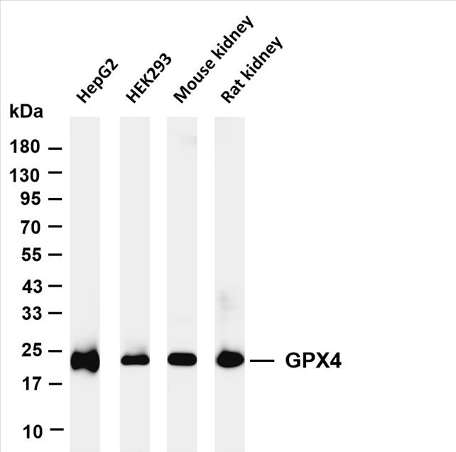 Various whole cell lysates were separated by 4-20% SDS-PAGE, and the membrane was blotted with anti-Glutathione Peroxidase 4 (PT0621R) antibody. The HRP-conjugated Goat anti-Rabbit IgG(H + L) antibody was used to detect the antibody.