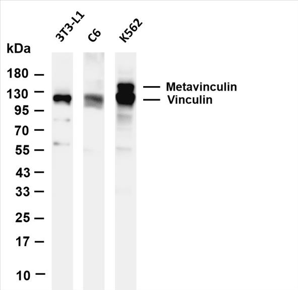 Various whole cell lysates were separated by 4-20% SDS-PAGE, and the membrane was blotted with anti-Vinculin (PT0625R) antibody. The HRP-conjugated Goat anti-Rabbit IgG(H + L) antibody was used to detect the antibody.