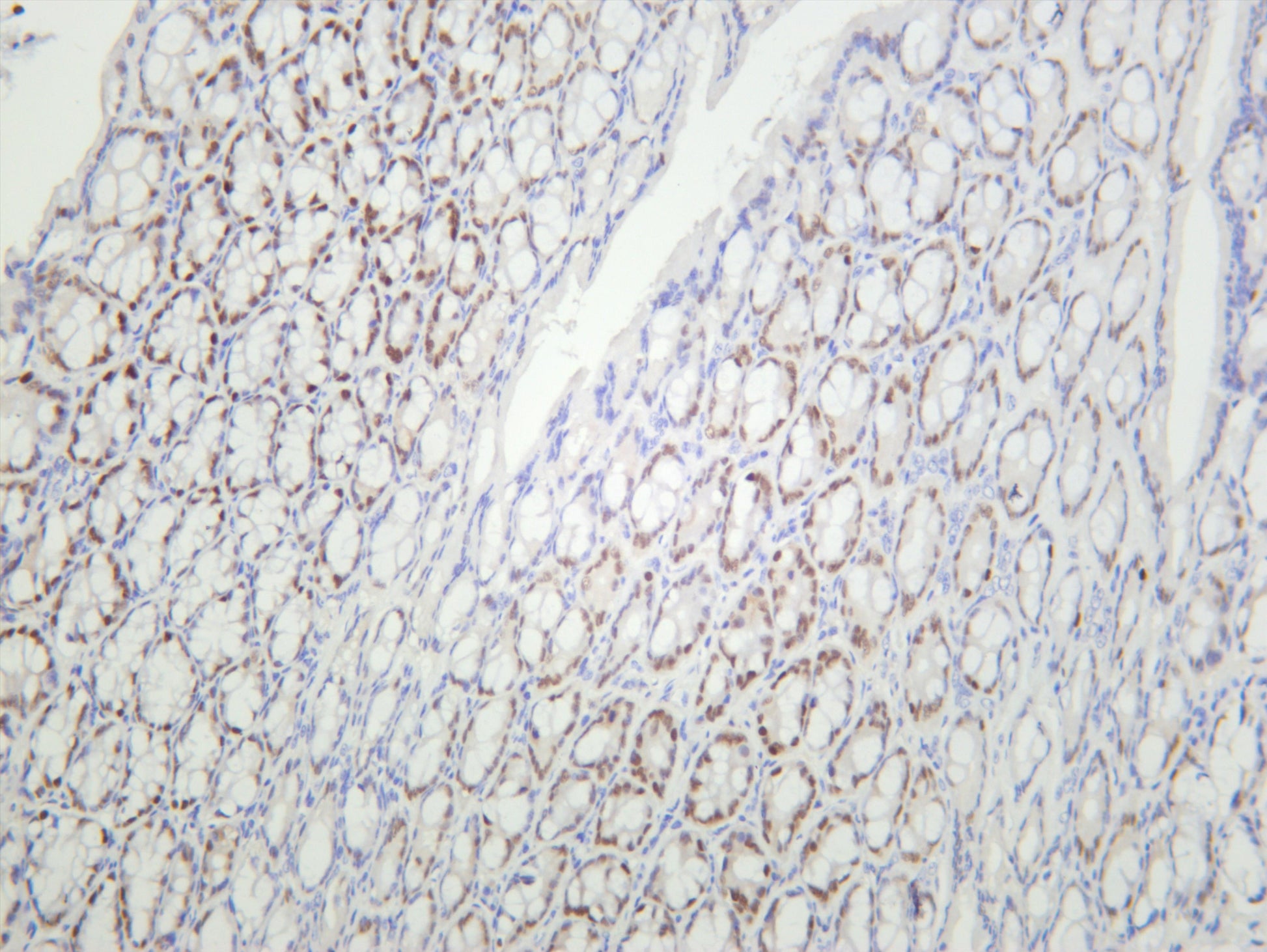 Mouse colon was stained with anti-HNF-3Î± (PT0627R) rabbit antibody
