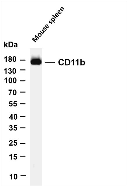 Various whole cell lysates were separated by 4-20% SDS-PAGE, and the membrane was blotted with anti-CD11b (PT0631R) antibody. The HRP-conjugated Goat anti-Rabbit IgG(H + L) antibody was used to detect the antibody.