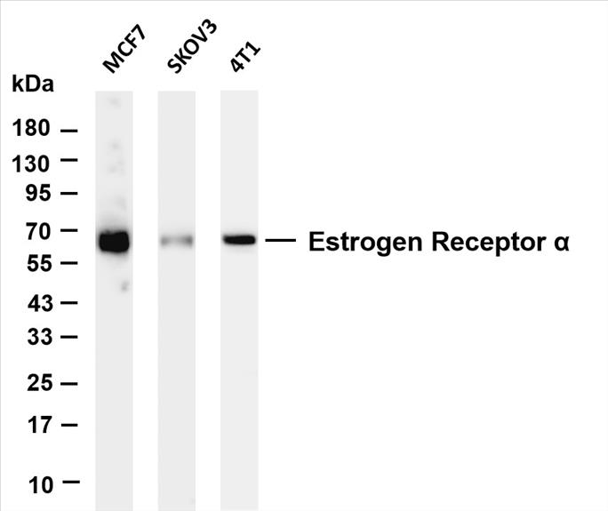 Various whole cell lysates were separated by 4-20% SDS-PAGE, and the membrane was blotted with anti- Estrogen Receptor Î± (PT0632R) antibody. The HRP-conjugated Goat anti-Rabbit IgG(H + L) antibody was used to detect the antibody.