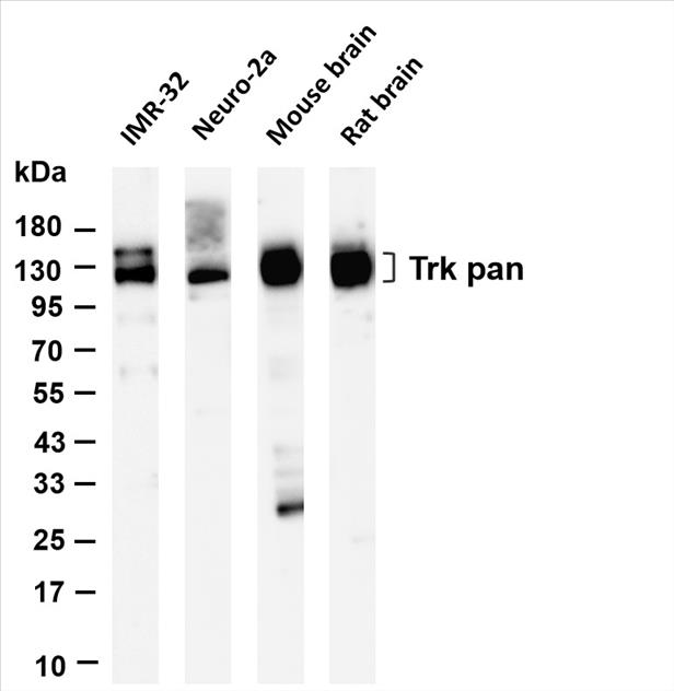 Various whole cell lysates were separated by 4-20% SDS-PAGE, and the membrane was blotted with anti-Trk pan (PT0636R) antibody. The HRP-conjugated Goat anti-Rabbit IgG(H + L) antibody was used to detect the antibody.