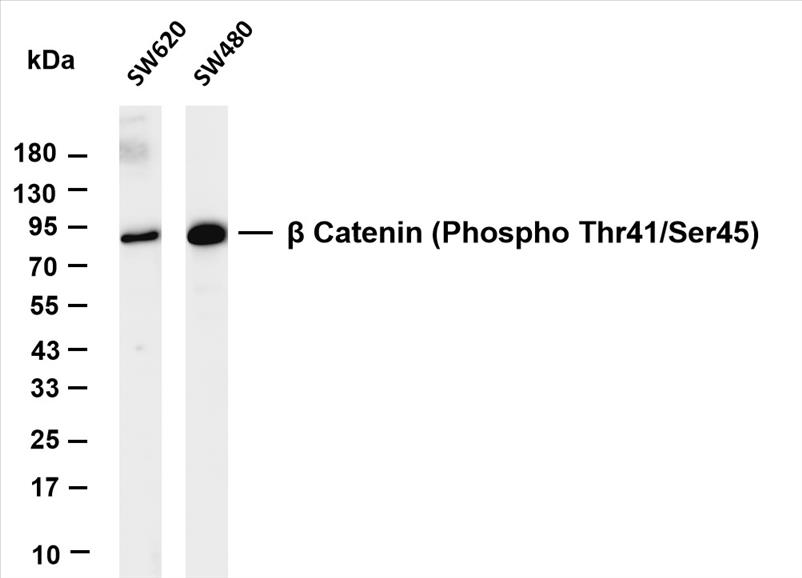 Various whole cell lysates were separated by 4-20% SDS-PAGE, and the membrane was blotted with anti-Î² Catenin (Phospho Thr41/Ser45) (PT0637R) antibody. The HRP-conjugated Goat anti-Rabbit IgG(H + L) antibody was used to detect the antibody.