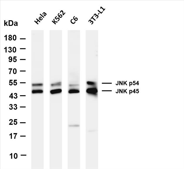 Various whole cell lysates were separated by 4-20% SDS-PAGE, and the membrane was blotted with anti-JNK1/2/3 (PT0641R) antibody. The HRP-conjugated Goat anti-Rabbit IgG(H + L) antibody was used to detect the antibody.