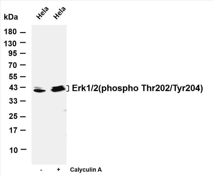 Various whole cell lysates were separated by 4-20% SDS-PAGE, and the membrane was blotted with anti-Erk1/2(phospho Thr202/Tyr204) (PT0643R) antibody. The HRP-conjugated Goat anti-Rabbit IgG(H + L) antibody was used to detect the antibody.