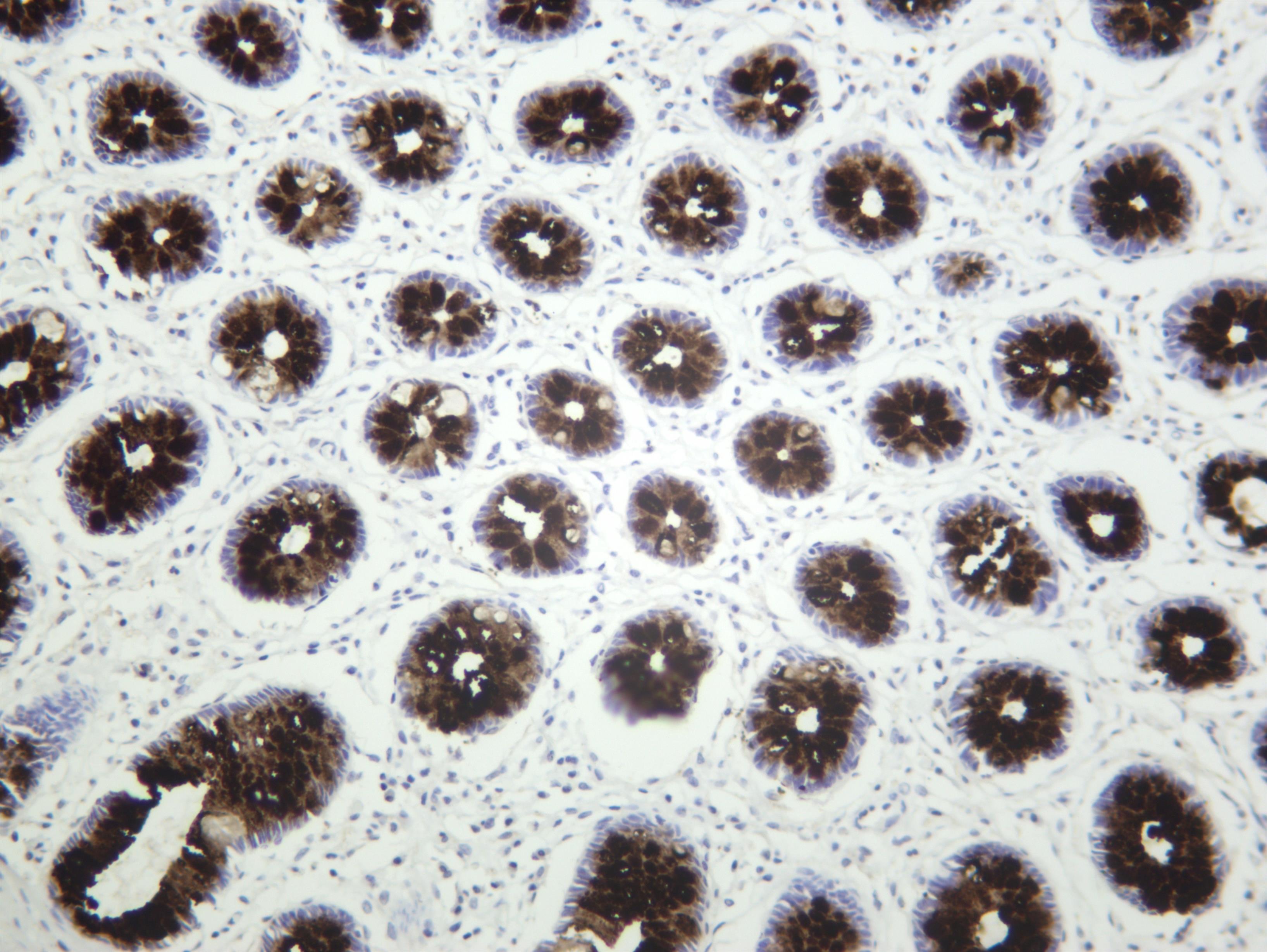 Human colon was stained with anti-MUC2 (PT0660R) rabbit antibody