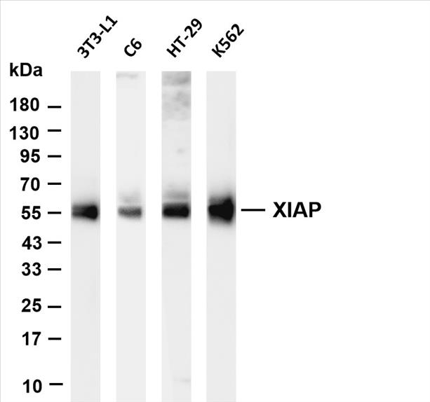 Various whole cell lysates were separated by 4-20% SDS-PAGE, and the membrane was blotted with anti-XIAP (PT0674R) antibody. The HRP-conjugated Goat anti-Rabbit IgG(H + L) antibody was used to detect the antibody.