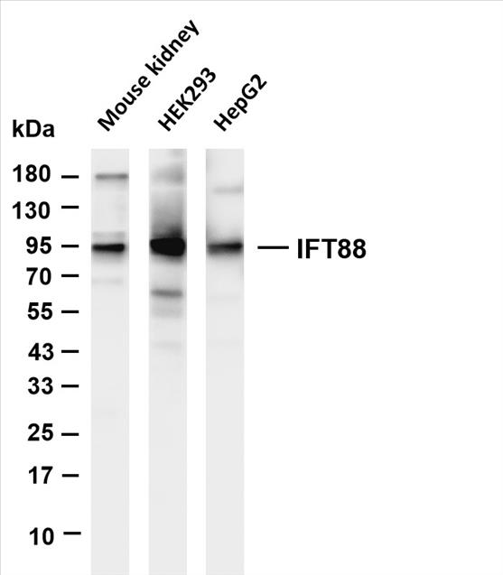 Various whole cell lysates were separated by 4-20% SDS-PAGE, and the membrane was blotted with anti-IFT88 (PT0678R) antibody. The HRP-conjugated Goat anti-Rabbit IgG(H + L) antibody was used to detect the antibody.
