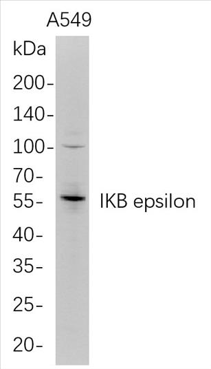 Western Blot analysis of A549 whole cell lysates were separated by 4-20% SDS-PAGE, and the membrane was blotted with anti-IKB epsilon rabbit mAb. The HRP-conjugated Goat anti-Rabbit IgG(H + L) antibody was used to detect the antibody.